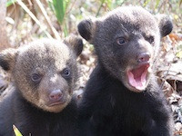 The Cubs