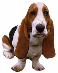 Hush Puppy